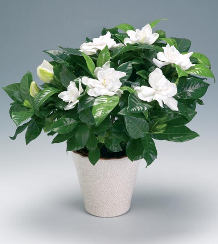 gardenia-jasminoides